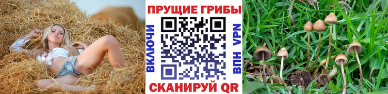 Псилоцибиновые грибы Cubensis Ангарск